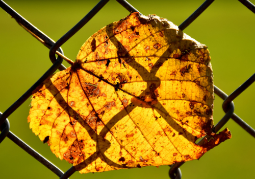 Photo of a yellow, curling, aging leaf blown up against a chain link fence 