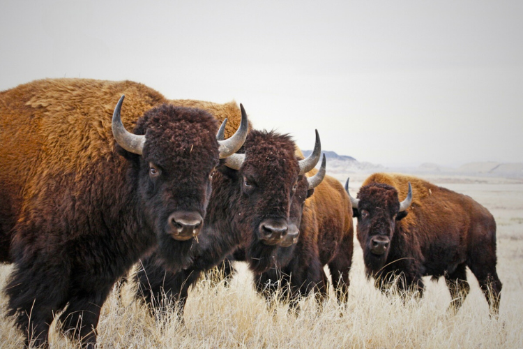 4 bison stand near each other in tall grass looking toward the camera. The sky is white & a distant mountain is visible