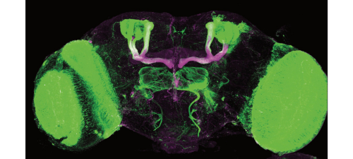 Green and purple image of a fruit fly brain